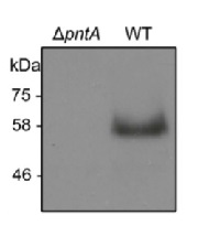 PntA (Slr1239) | Pyridine nucleotide transhydrogenase alpha-subunit in the group Antibodies Plant/Algal / Cyanobacteria at Agrisera AB (Antibodies for research) (AS15 2910)